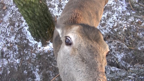 Zapraszamy na zimowy spacer po zoo w Myślęcinku, który kończy nasz całoroczny cykl. Okazuje się, że o tej porze roku można, a nawet trzeba nawiązać bliską więź z mieszkańcami zoo. Zimą zwiedzających jest mniej, a zwierzęta tęsknią! /fot. jw