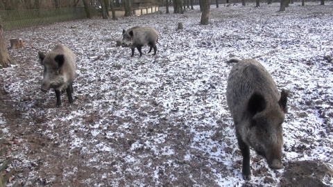 Zapraszamy na zimowy spacer po zoo w Myślęcinku, który kończy nasz całoroczny cykl. Okazuje się, że o tej porze roku można, a nawet trzeba nawiązać bliską więź z mieszkańcami zoo. Zimą zwiedzających jest mniej, a zwierzęta tęsknią! /fot. jw