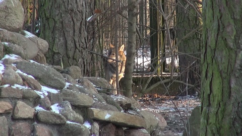 Zapraszamy na zimowy spacer po zoo w Myślęcinku, który kończy nasz całoroczny cykl. Okazuje się, że o tej porze roku można, a nawet trzeba nawiązać bliską więź z mieszkańcami zoo. Zimą zwiedzających jest mniej, a zwierzęta tęsknią! /fot. jw