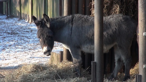 Zapraszamy na zimowy spacer po zoo w Myślęcinku, który kończy nasz całoroczny cykl. Okazuje się, że o tej porze roku można, a nawet trzeba nawiązać bliską więź z mieszkańcami zoo. Zimą zwiedzających jest mniej, a zwierzęta tęsknią! /fot. jw