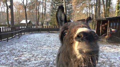 Zapraszamy na zimowy spacer po zoo w Myślęcinku, który kończy nasz całoroczny cykl. Okazuje się, że o tej porze roku można, a nawet trzeba nawiązać bliską więź z mieszkańcami zoo. Zimą zwiedzających jest mniej, a zwierzęta tęsknią! /fot. jw