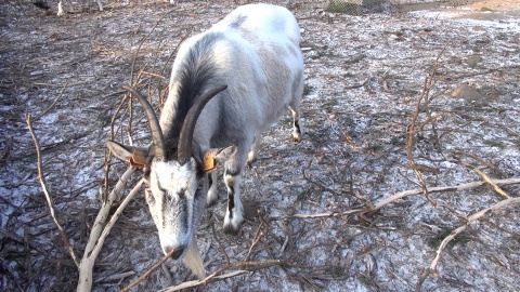 Zapraszamy na zimowy spacer po zoo w Myślęcinku, który kończy nasz całoroczny cykl. Okazuje się, że o tej porze roku można, a nawet trzeba nawiązać bliską więź z mieszkańcami zoo. Zimą zwiedzających jest mniej, a zwierzęta tęsknią! /fot. jw