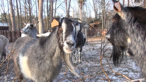 Zapraszamy na zimowy spacer po zoo w Myślęcinku, który kończy nasz całoroczny cykl. Okazuje się, że o tej porze roku można, a nawet trzeba nawiązać bliską więź z mieszkańcami zoo. Zimą zwiedzających jest mniej, a zwierzęta tęsknią! /fot. jw