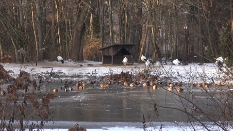 Zapraszamy na zimowy spacer po zoo w Myślęcinku, który kończy nasz całoroczny cykl. Okazuje się, że o tej porze roku można, a nawet trzeba nawiązać bliską więź z mieszkańcami zoo. Zimą zwiedzających jest mniej, a zwierzęta tęsknią! /fot. jw