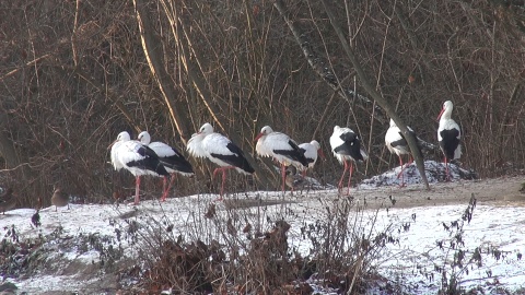 Zapraszamy na zimowy spacer po zoo w Myślęcinku, który kończy nasz całoroczny cykl. Okazuje się, że o tej porze roku można, a nawet trzeba nawiązać bliską więź z mieszkańcami zoo. Zimą zwiedzających jest mniej, a zwierzęta tęsknią! /fot. jw