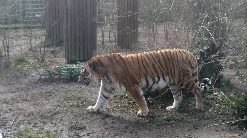 Tygrys z bydgoskiego zoo - do niego też można zajrzeć podczas odwiedzin ogrodu./fot. archiwum