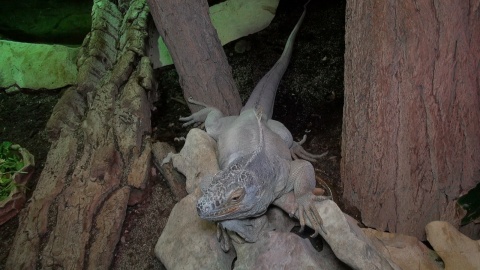 Gady w bydgoskim ZOO. Fot. Janusz Wiertel