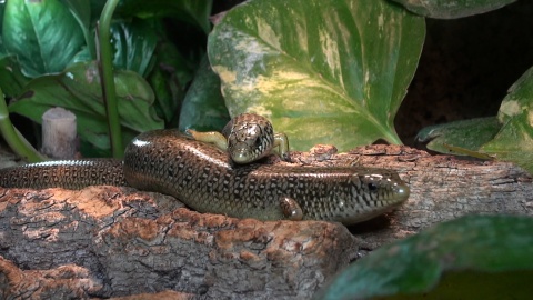 Gady w bydgoskim ZOO. Fot. Janusz Wiertel