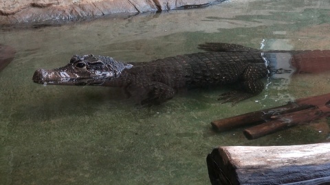 Gady w bydgoskim ZOO. Fot. Janusz Wiertel