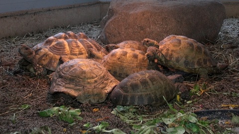 Gady w bydgoskim ZOO. Fot. Janusz Wiertel