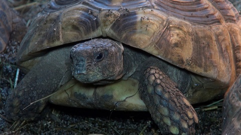 Gady w bydgoskim ZOO. Fot. Janusz Wiertel