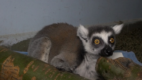 Lemur Czesio u weterynarza/fot. jw