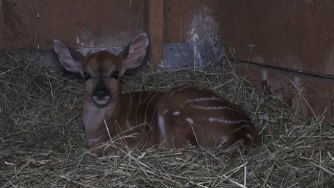 W bydgoskim ogrodzie zoologicznym urodziła się mała antylopa afrykańska./fot. Janusz Wiertel