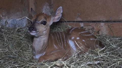 W bydgoskim ogrodzie zoologicznym urodziła się mała antylopa afrykańska./fot. Janusz Wiertel