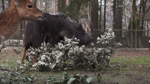 W bydgoskim ogrodzie zoologicznym urodziła się mała antylopa afrykańska./fot. Janusz Wiertel