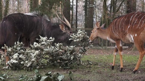 W bydgoskim ogrodzie zoologicznym urodziła się mała antylopa afrykańska./fot. Janusz Wiertel