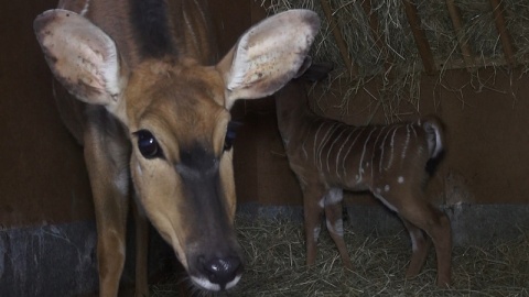 W bydgoskim ogrodzie zoologicznym urodziła się mała antylopa afrykańska./fot. Janusz Wiertel