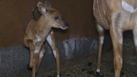 W bydgoskim ogrodzie zoologicznym urodziła się mała antylopa afrykańska./fot. Janusz Wiertel