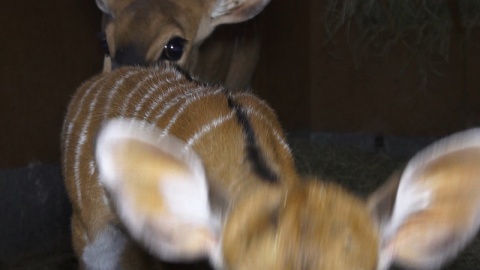 W bydgoskim ogrodzie zoologicznym urodziła się mała antylopa afrykańska./fot. Janusz Wiertel