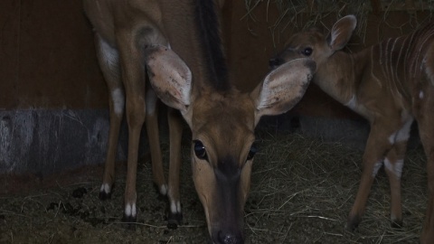 W bydgoskim ogrodzie zoologicznym urodziła się mała antylopa afrykańska./fot. Janusz Wiertel