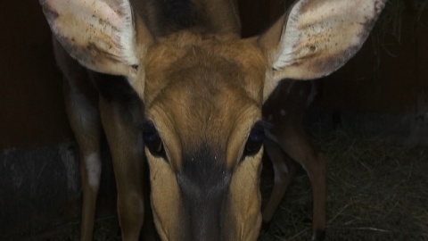 W bydgoskim ogrodzie zoologicznym urodziła się mała antylopa afrykańska./fot. Janusz Wiertel