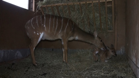 W bydgoskim ogrodzie zoologicznym urodziła się mała antylopa afrykańska./fot. Janusz Wiertel