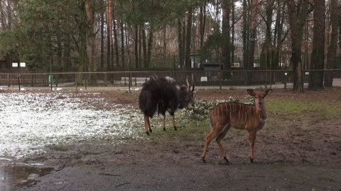 W bydgoskim ogrodzie zoologicznym urodziła się mała antylopa afrykańska./fot. Janusz Wiertel