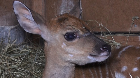 W bydgoskim ogrodzie zoologicznym urodziła się mała antylopa afrykańska./fot. Janusz Wiertel