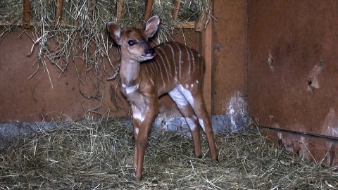 W bydgoskim ogrodzie zoologicznym urodziła się mała antylopa afrykańska./fot. Janusz Wiertel