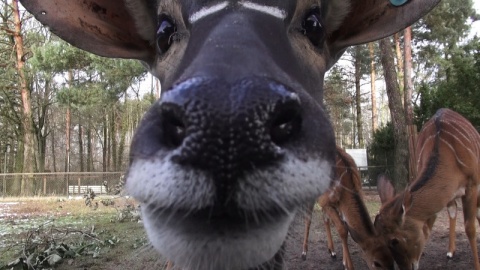 W bydgoskim ogrodzie zoologicznym urodziła się mała antylopa afrykańska./fot. Janusz Wiertel