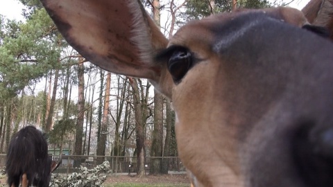 W bydgoskim ogrodzie zoologicznym urodziła się mała antylopa afrykańska./fot. Janusz Wiertel