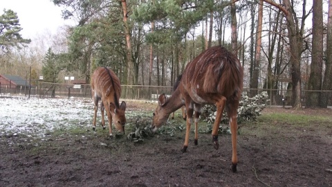 W bydgoskim ogrodzie zoologicznym urodziła się mała antylopa afrykańska./fot. Janusz Wiertel