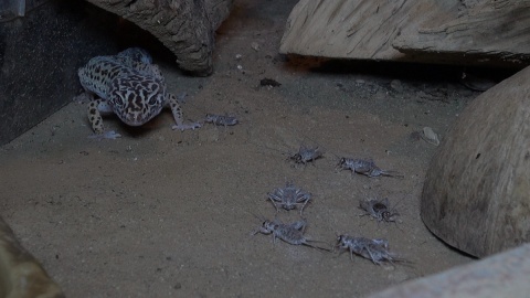 W kolejnym odcinku „Ludzkim głosem o zwierzętach" zdradzamy, co jedzą jaszczurki z bydgoskiego Ogrodu Zoologicznego/fot. jw