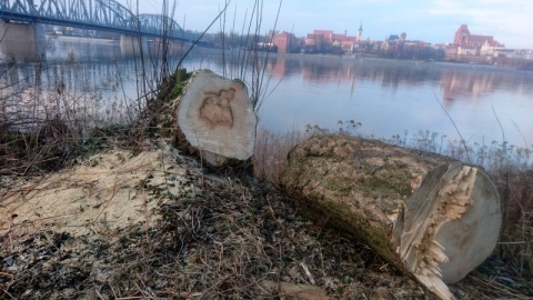 Regionalna Dyrekcja Ochrony Środowiska wstrzymała wycinkę drzew przy remontowanym moście Piłsudskiego w Toruniu. Po doniesieniach medialnych urzędnicy udali się w środę (16 lutego) na miejsce./fot. Michał Zaręba