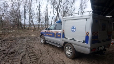 Regionalna Dyrekcja Ochrony Środowiska wstrzymała wycinkę drzew przy remontowanym moście Piłsudskiego w Toruniu. Po doniesieniach medialnych urzędnicy udali się w środę (16 lutego) na miejsce./fot. Michał Zaręba