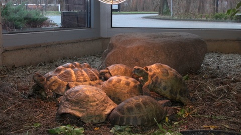 Odwiedzamy żółwie w Ogrodzie Zoologicznym w Myślęcinku/fot. jw