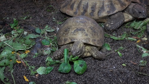 Odwiedzamy żółwie w Ogrodzie Zoologicznym w Myślęcinku/fot. jw