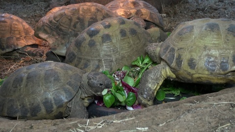 Odwiedzamy żółwie w Ogrodzie Zoologicznym w Myślęcinku/fot. jw