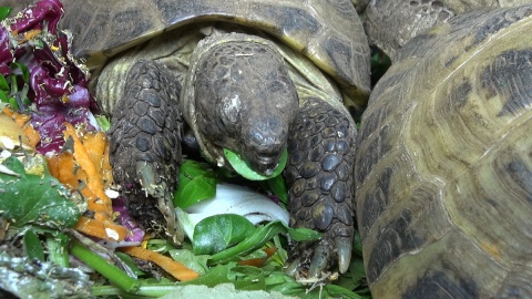Odwiedzamy żółwie w Ogrodzie Zoologicznym w Myślęcinku/fot. jw