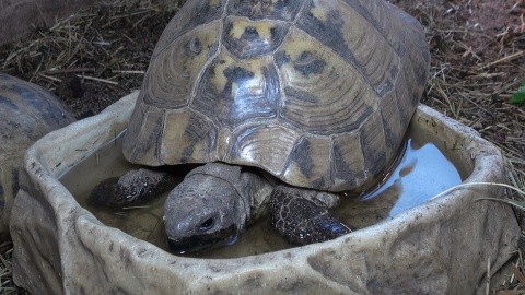 Odwiedzamy żółwie w Ogrodzie Zoologicznym w Myślęcinku/fot. jw