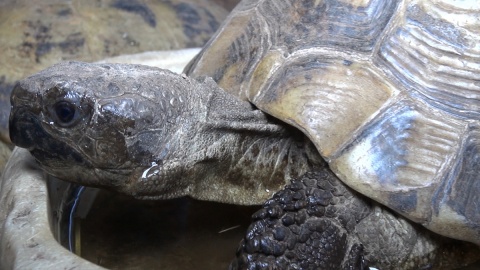 Odwiedzamy żółwie w Ogrodzie Zoologicznym w Myślęcinku/fot. jw