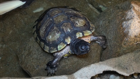 Odwiedzamy żółwie w Ogrodzie Zoologicznym w Myślęcinku/fot. jw