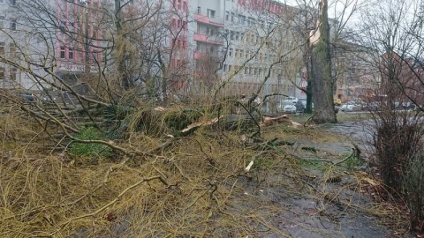 Zniszczone drzewa przy ul. Markwarta w Bydgoszczy./fot. Bydgoszcz 998