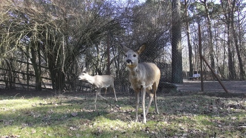 Jak co piątek prezentujemy sympatycznych mieszkańców bydgoskiego Ogrodu Zoologicznego. Zrzut ekranu JW