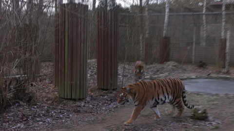 Jak co piątek prezentujemy sympatycznych mieszkańców bydgoskiego Ogrodu Zoologicznego. Zrzut ekranu JW