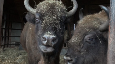 Jak co piątek prezentujemy sympatycznych mieszkańców bydgoskiego Ogrodu Zoologicznego. Zrzut ekranu JW