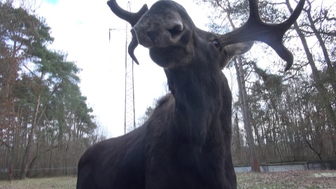 Jak co piątek prezentujemy sympatycznych mieszkańców bydgoskiego Ogrodu Zoologicznego. Zrzut ekranu JW