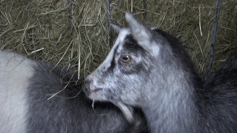 Jak co piątek prezentujemy sympatycznych mieszkańców bydgoskiego Ogrodu Zoologicznego. Zrzut ekranu JW