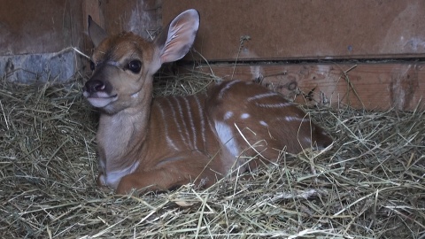 Jak co piątek prezentujemy sympatycznych mieszkańców bydgoskiego Ogrodu Zoologicznego. Zrzut ekranu JW