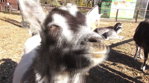 Jak co piątek prezentujemy sympatycznych mieszkańców bydgoskiego Ogrodu Zoologicznego. Zrzut ekranu JW